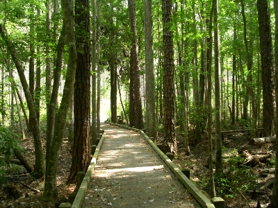 [Boardwalk planks with trees lining the sides of the boardwalk.]